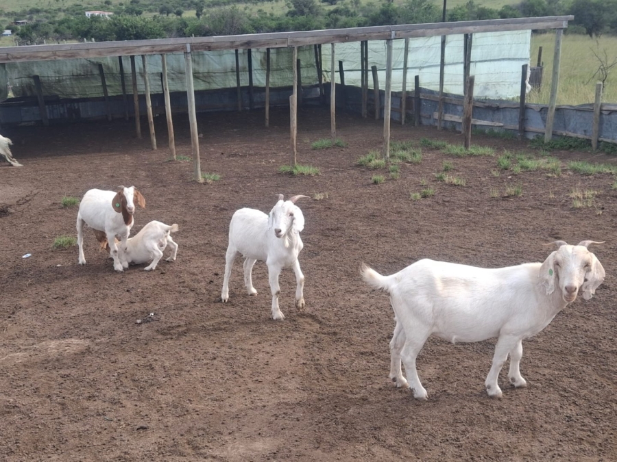 Commercial Property for Sale in Alice Eastern Cape